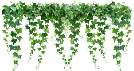 A decorative arrangement of cascading green ivy leaves on a white background.