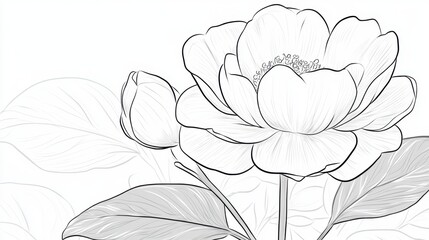 Fototapeta premium Black line art of a rose in full bloom, drawn in a flowing, uninterrupted stroke on a white background.