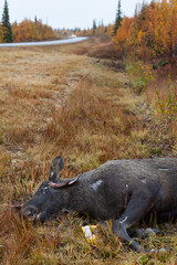 Überfahrener Elch am Strassenrand in Schweden. Toter Elch liegt im Graben. 