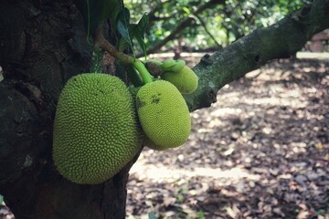 close up of a kiwi fruit