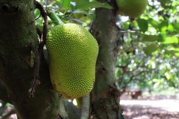 green mango on tree