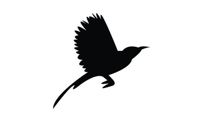 Obraz premium Flying Sunbird Silhouette Design And Vector Illustration. 