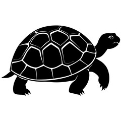 turtle illustration