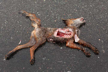 Fototapeta premium Toter Fuchs auf der Strasse in Schweden. Lappland im Herbst mit überfahrenem Fuchs mitten auf der Strasse.