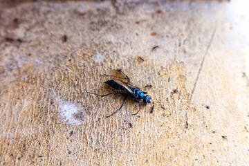 beetle on the ground