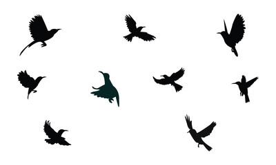 Flying Sunbird Silhouette Design  And Vector Illustration. 