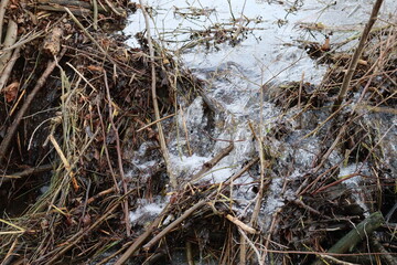 fragile Beaver dam