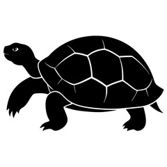 turtle illustration