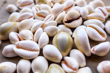 sea shells background