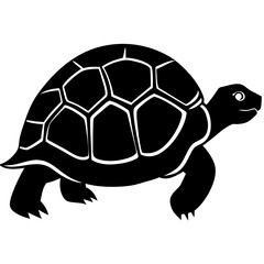 turtle illustration