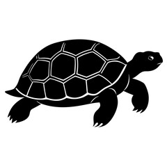 turtle illustration