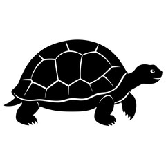 turtle illustration