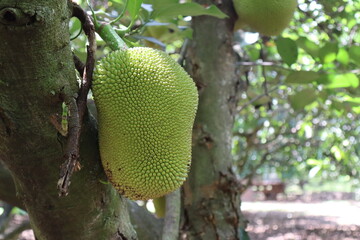durian on the tree