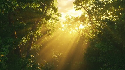 Obraz premium Sunlight Streaming Through Lush Green Forest in Ethereal Morning Glow