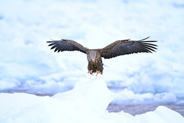 White-Tailed Sea Eagle on Ice Floe, Rausu, Hokkaido, Japan