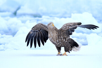 White-Tailed Sea Eagle on Ice Floe, Rausu, Hokkaido, Japan