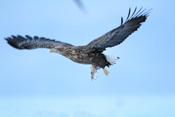 White-tailed Sea Eagle in Flight Carrying its Prey, Rausu, Hokkaido, Japan