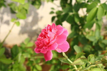 pink flowers in the garden