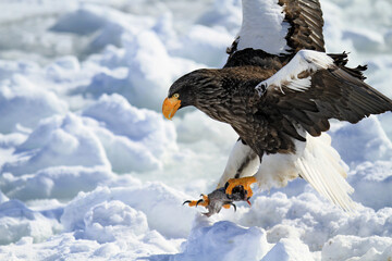 Stellers Sea Eagle Perched on Ice with Fish, Rausu, Hokkaido, Japan