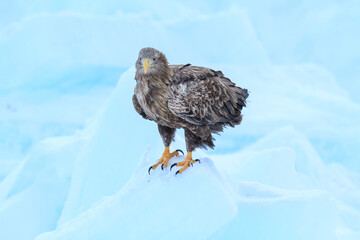 White-Tailed Sea Eagle on Ice Floe, Rausu, Hokkaido, Japan