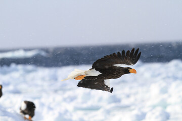 Steller's Sea Eagle Soaring Over Ice Floes, Rausu, Hokkaido, Japan