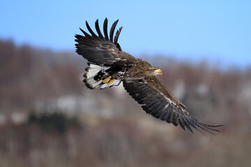 White-Tailed Eagle Soaring Gracefully in Clear Sky, Kushiro, Hokkaido, Japan