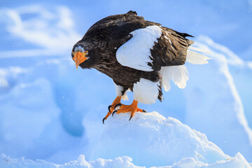 Steller's Sea Eagle Standing on Snowy Iceberg, Rausu, Hokkaido, Japan
