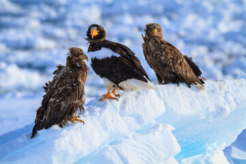 Stella's Sea Eagle and White-tailed Sea Eagle Perched on Ice Floe, Rausu, Hokkaido, Japan