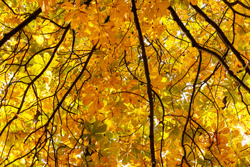 Colorful trees in a park at autumn