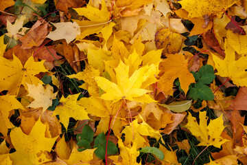 Colorful trees in a park at autumn
