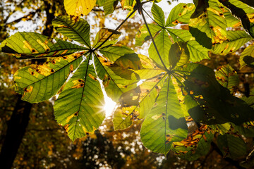 Colorful trees in a park at autumn
