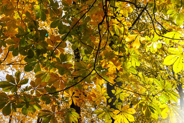 Colorful trees in a park at autumn