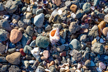 Close-up shot of a seashell on a pebble beach. Sea holiday idea concept. Seashell among small stones. Metaphorical meaning of difference or exclusion. 