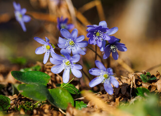 Closeup of anemone hepatica at spring