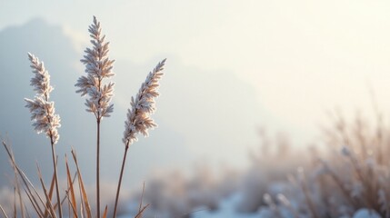 Naklejka premium Serene winter landscape featuring frost-covered grasses bathed in soft sunlight, showcasing the delicate beauty of nature's winter embrace.