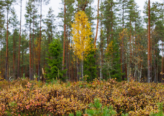 Colorful autumn forest in Estonia