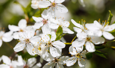 White blossoms on a tree branchs