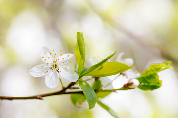 White blossoms on a tree branchs