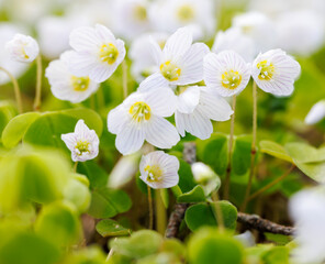 Forest full of wood-sorrel plants