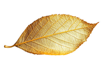Golden leaf with intricate veins, isolated on transparent background