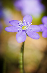 Blue hepatica flower on a hay field