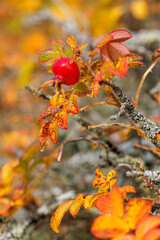 Closeup of colorful rose hip plant at autumn
