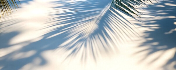 Clear sky and coconut palm leaves casting intricate shadows on clean sand