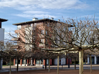 Regularly space the trees on the square in a square grid. plane trees are grown into flat flat umbrella shapes. correct splicing of the branches is essential from a professional arborist