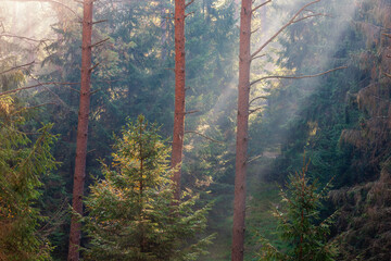  Mgła i promienie słoneczne w lesie na Mazurach. © Janusz Lipiński