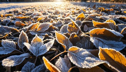 Obraz premium autumn leaves in the snow