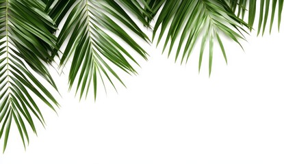 Fototapeta premium Lush green palm leaves border on white.