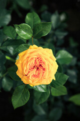 Yellow rose . Hybrid tea roses in garden. / Top view of Rose flower , perfect for representing the theme of Valentine's Day, Mother's Day, Women's Day