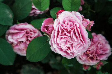 Pink rose flower var. Floribunda Rose blooms. Medium sized flowers in clusters. Hybrid tea roses in garden. Floribunda rose, tea rose, bush