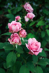Pink rose flower var. Floribunda Rose blooms. Medium sized flowers in clusters. Hybrid tea roses in garden. Floribunda rose, tea rose, bush